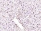 SECTM1 Polyclonal Antibody