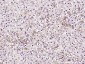 SECTM1 Polyclonal Antibody