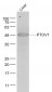 PTOV1 Polyclonal Antibody