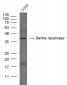 Serine racemase Polyclonal Antibody