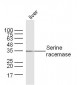 Serine racemase Polyclonal Antibody