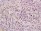 Angiopoietin 4 Polyclonal Antibody