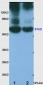 Angiopoietin 4 Polyclonal Antibody