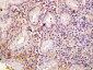 MMP-26 Polyclonal Antibody