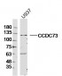 CCDC73 Polyclonal Antibody