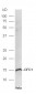 CFC1 Polyclonal Antibody