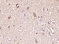 CFC1 Polyclonal Antibody