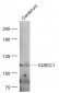 GEP100/IQSEC1 Polyclonal Antibody