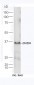 DHDH Polyclonal Antibody