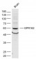 GPR162 Polyclonal Antibody