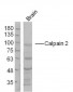 Calpain 2 Polyclonal Antibody