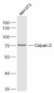 Calpain 2 Polyclonal Antibody