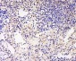 GAL3ST2 Polyclonal Antibody