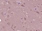 KAZALD1 Polyclonal Antibody