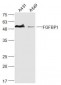 FGFBP1 Polyclonal Antibody