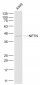 NPTN Polyclonal Antibody