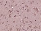 MZT1 Polyclonal Antibody