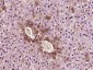 NDUFB5 Polyclonal Antibody