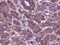 OOSP1 Polyclonal Antibody