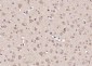 Glypican 1  Polyclonal Antibody