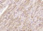 Glypican 1  Polyclonal Antibody