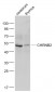 CHRNB2  Polyclonal Antibody