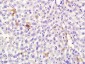 Mouse serum albumin Polyclonal Antibody