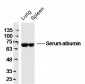 Mouse serum albumin Polyclonal Antibody