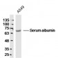 Mouse serum albumin Polyclonal Antibody