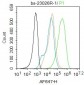 CCR-2 Polyclonal Antibody