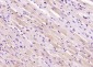 PDE5A Polyclonal Antibody