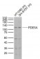 PDE5A Polyclonal Antibody