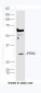 PITX3 Polyclonal Antibody