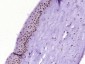 PITX3 Polyclonal Antibody