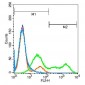 BAFF Polyclonal Antibody