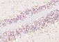 GRIM19 Polyclonal Antibody