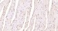 GRIM19 Polyclonal Antibody