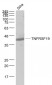 TNFRSF19 Polyclonal Antibody