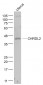 CHRDL2 Polyclonal Antibody