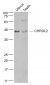 CHRDL2 Polyclonal Antibody