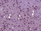 Rab24 Polyclonal Antibody