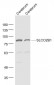 SLCO2B1 Polyclonal Antibody