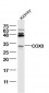 COX3 Polyclonal Antibody