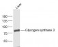 Glycogen synthase 2 Polyclonal Antibody