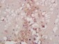 ATG9B Polyclonal Antibody