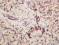 ATG9B Polyclonal Antibody