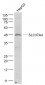 SLC37A4 Polyclonal Antibody