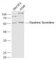 Squalene Epoxidase Polyclonal Antibody