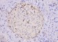 GRPP Polyclonal Antibody