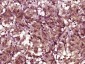 Endomucin Polyclonal Antibody